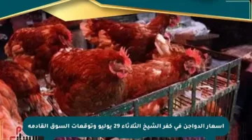 أسعار الدواجن في كفر الشيخ الثلاثاء 29 يوليو وتوقعات السوق القادمة